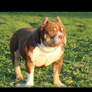 Meet your Posher, Marquis